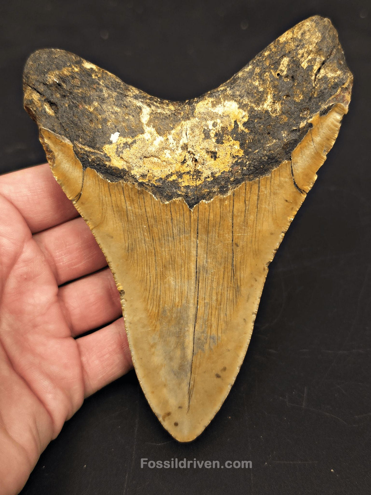 5.54" Fossil Megalodon Tooth - North Carolina | Fossil Driven - Fossil Driven