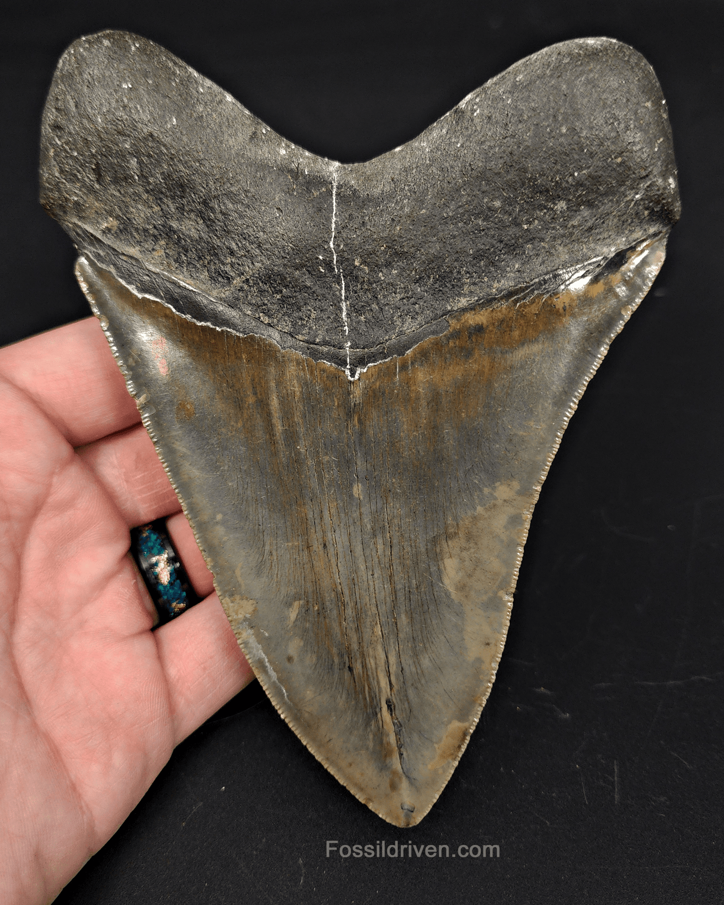 5.54" North Carolina Megalodon Tooth - Serrated - Authentic Fossil Shark Tooth - Fossil Driven