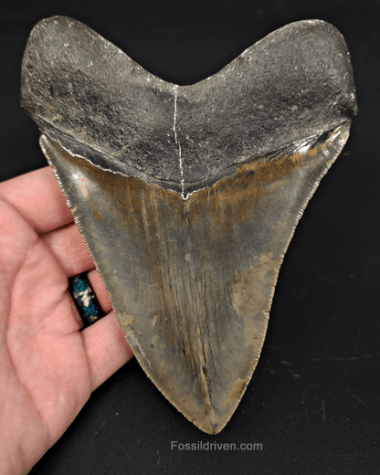 5.54" North Carolina Megalodon Tooth - Serrated - Authentic Fossil Shark Tooth - Fossil Driven