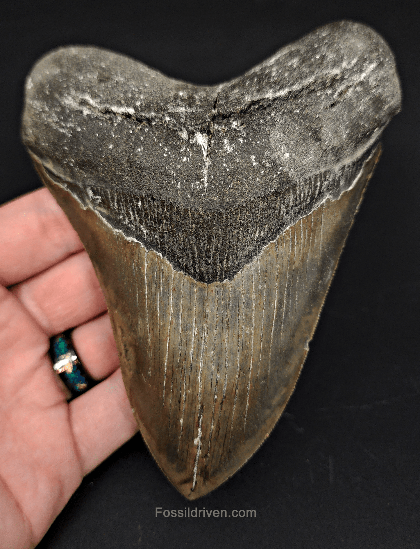 5.54" North Carolina Megalodon Tooth - Serrated - Authentic Fossil Shark Tooth - Fossil Driven