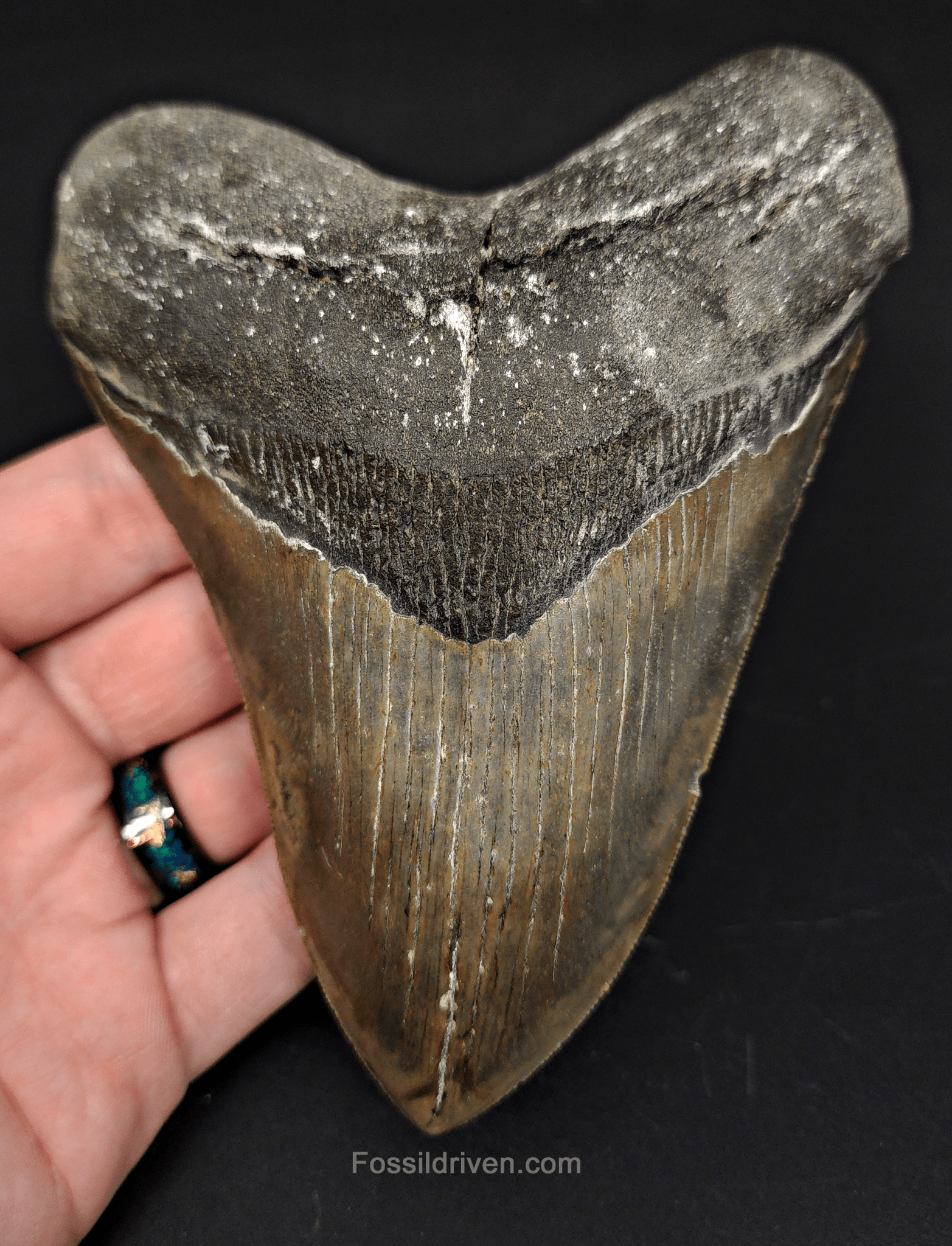 5.54" North Carolina Megalodon Tooth - Serrated - Authentic Fossil Shark Tooth - Fossil Driven