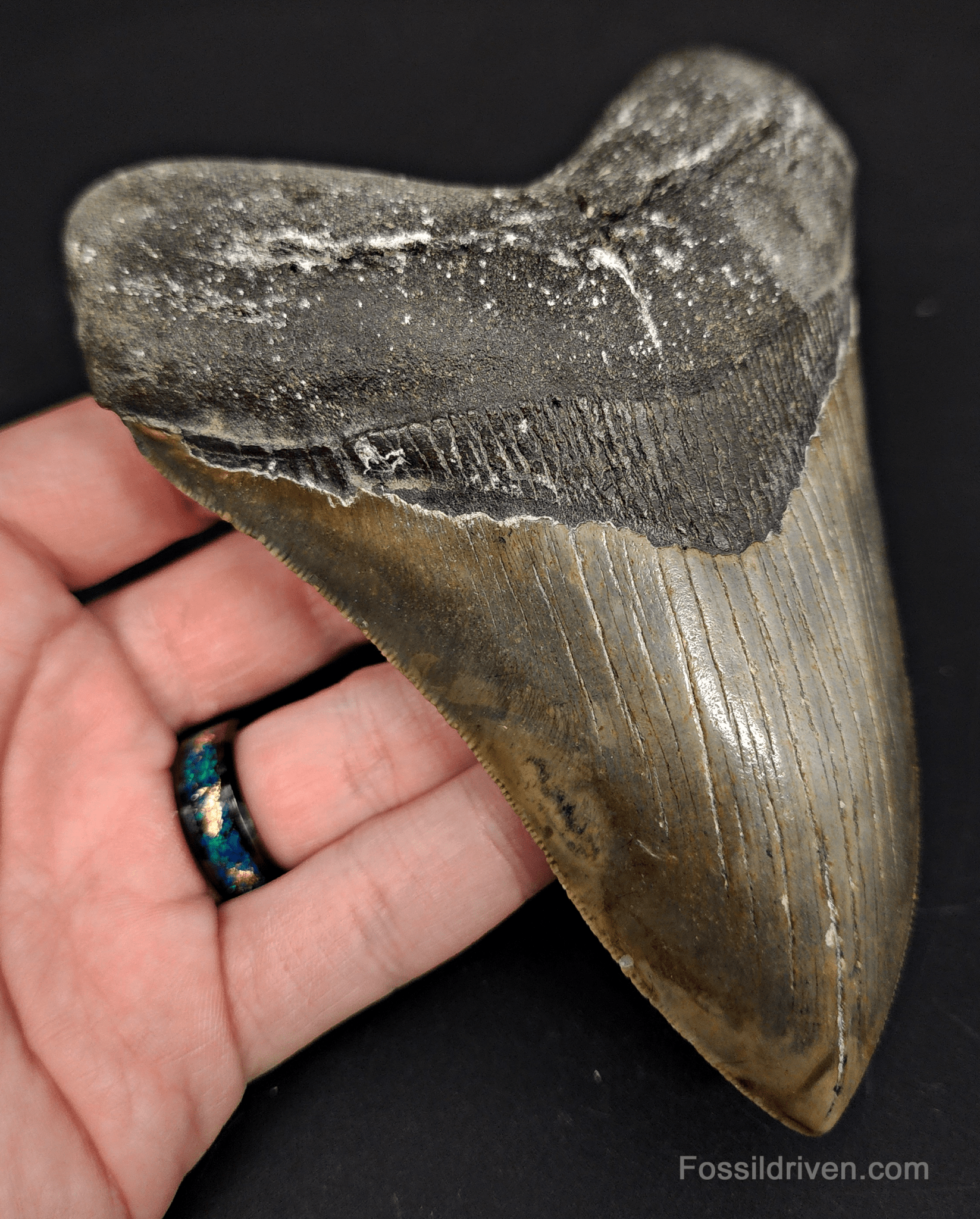 5.54" North Carolina Megalodon Tooth - Serrated - Authentic Fossil Shark Tooth - Fossil Driven