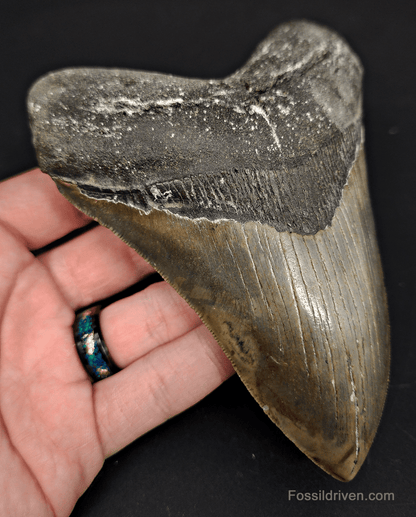 5.54" North Carolina Megalodon Tooth - Serrated - Authentic Fossil Shark Tooth - Fossil Driven
