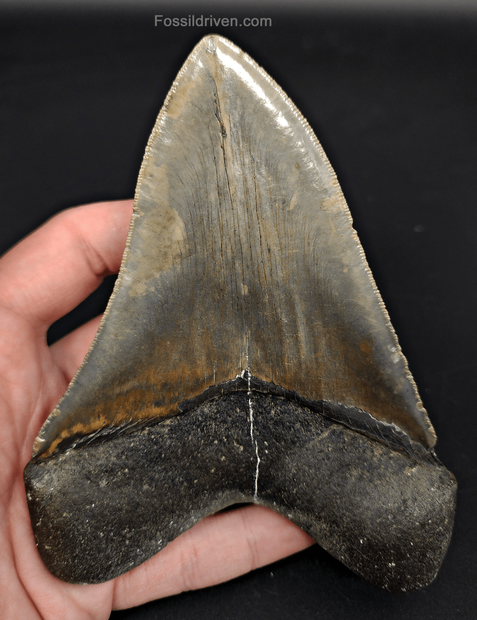 5.54" North Carolina Megalodon Tooth - Serrated - Authentic Fossil Shark Tooth - Fossil Driven
