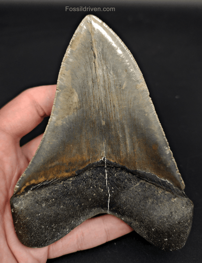 5.54" North Carolina Megalodon Tooth - Serrated - Authentic Fossil Shark Tooth - Fossil Driven