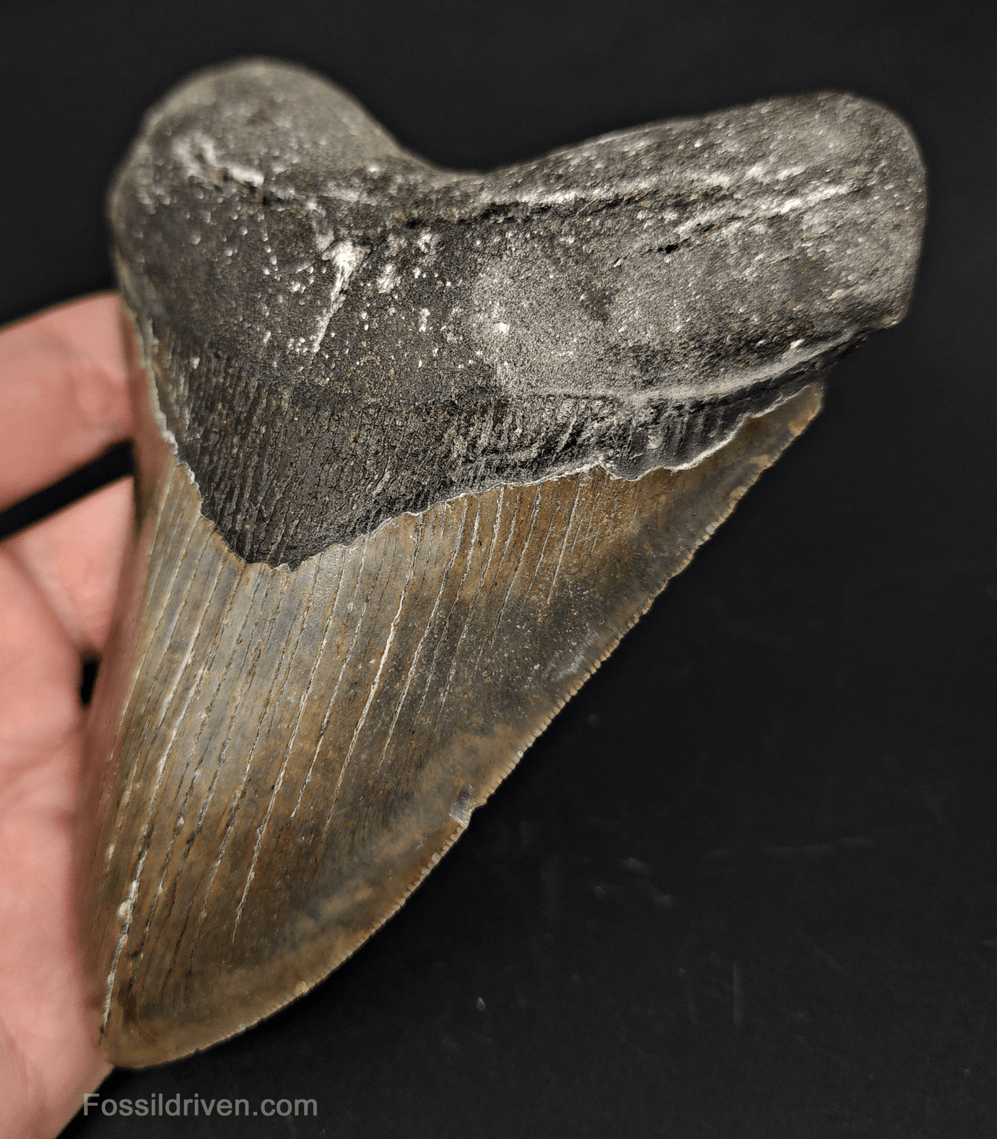 5.54" North Carolina Megalodon Tooth - Serrated - Authentic Fossil Shark Tooth - Fossil Driven