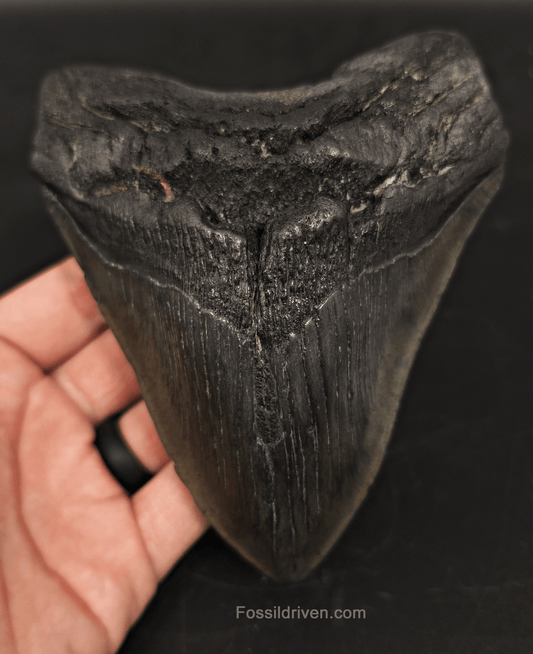5.55" South Carolina Megalodon Tooth - Complete Specimen - Authentic Fossil Shark Tooth - Fossil Driven