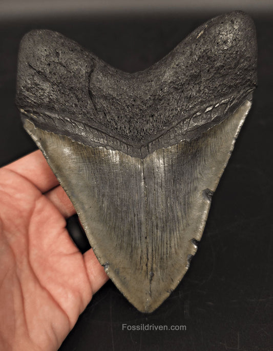 5.55" South Carolina Megalodon Tooth - Complete Specimen - Authentic Fossil Shark Tooth - Fossil Driven