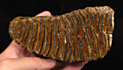 5.58" Fossil Woolly Mammoth Tooth – North Sea - Fossil Driven