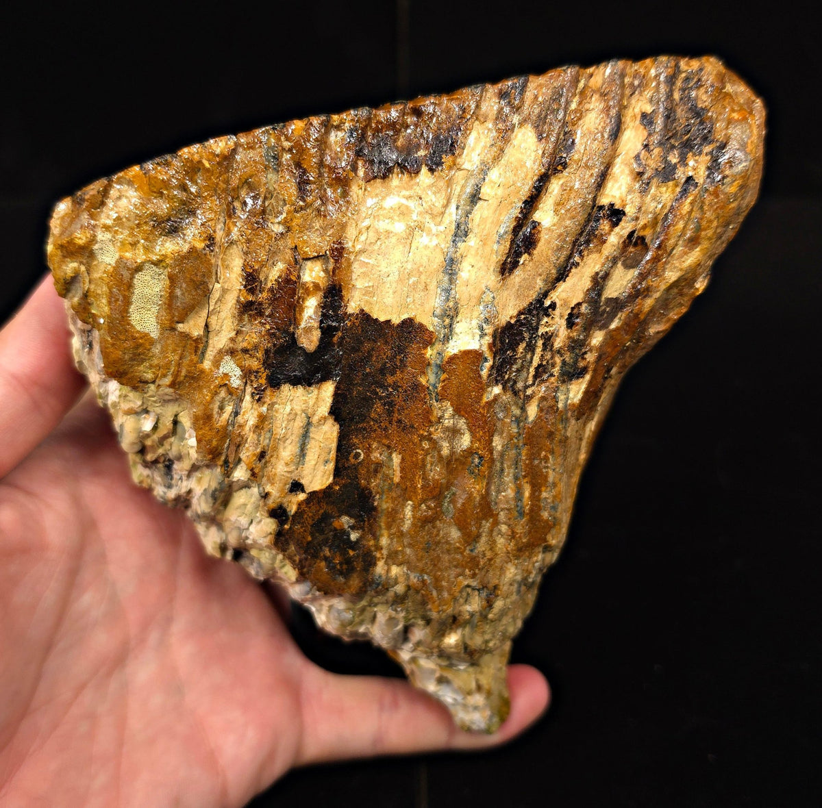 5.58" Fossil Woolly Mammoth Tooth – North Sea - Fossil Driven