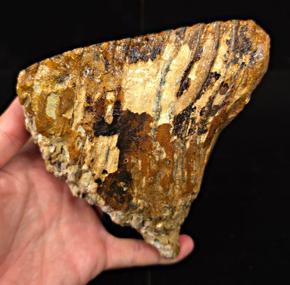 5.58" Fossil Woolly Mammoth Tooth – North Sea - Fossil Driven