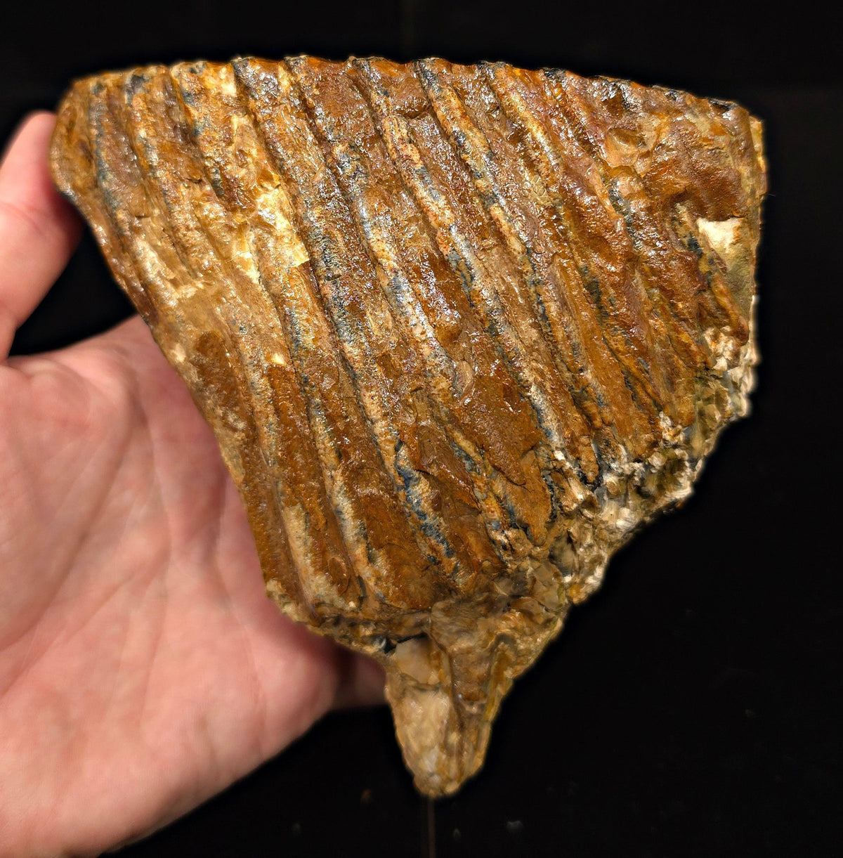 5.58" Fossil Woolly Mammoth Tooth – North Sea - Fossil Driven