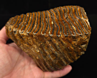 5.58" Fossil Woolly Mammoth Tooth – North Sea - Fossil Driven