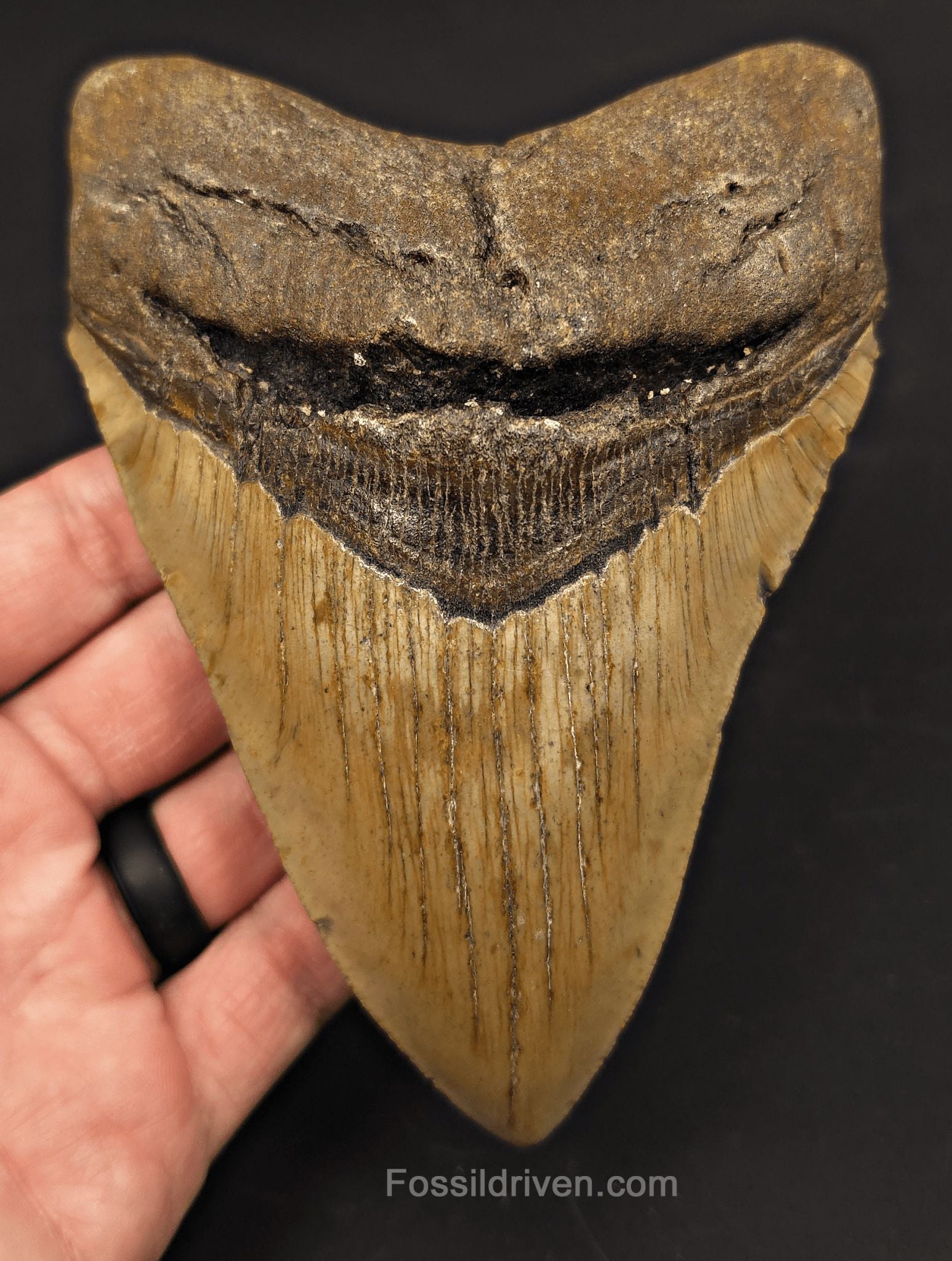 5.60" Fossil Megalodon Tooth - North Carolina | Fossil Driven - Fossil Driven