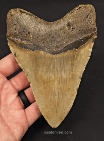 5.60" Fossil Megalodon Tooth - North Carolina | Fossil Driven - Fossil Driven