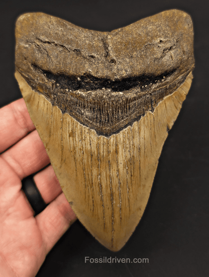 5.60" Fossil Megalodon Tooth - North Carolina | Fossil Driven - Fossil Driven