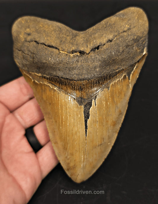 5.61" Fossil Megalodon Tooth for Sale - North Carolina | Fossil Driven - Fossil Driven