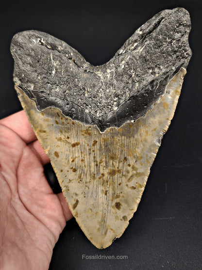 5.61" Fossil Megalodon Tooth - North Carolina | Fossil Driven - Fossil Driven
