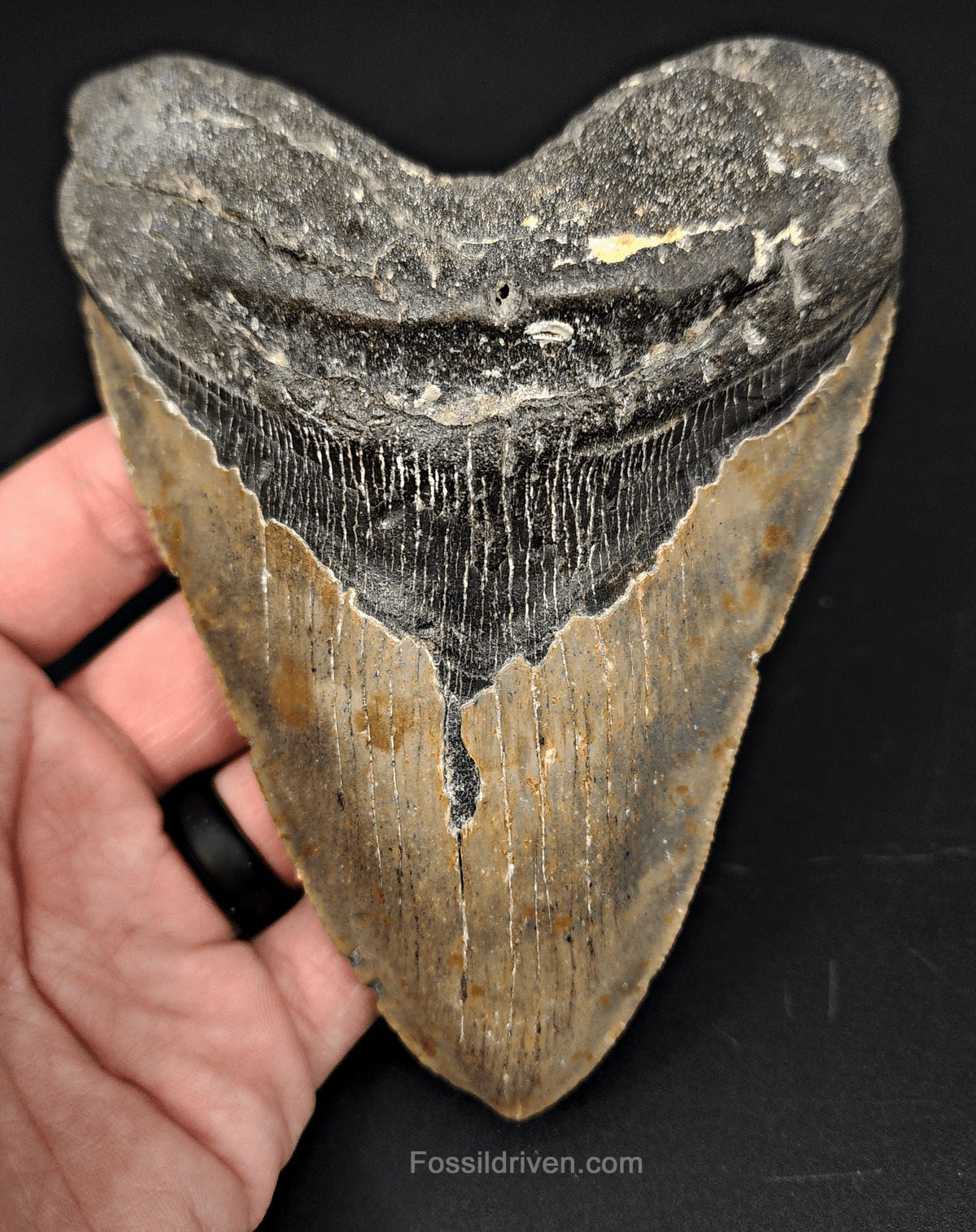 5.61" Fossil Megalodon Tooth - North Carolina | Fossil Driven - Fossil Driven