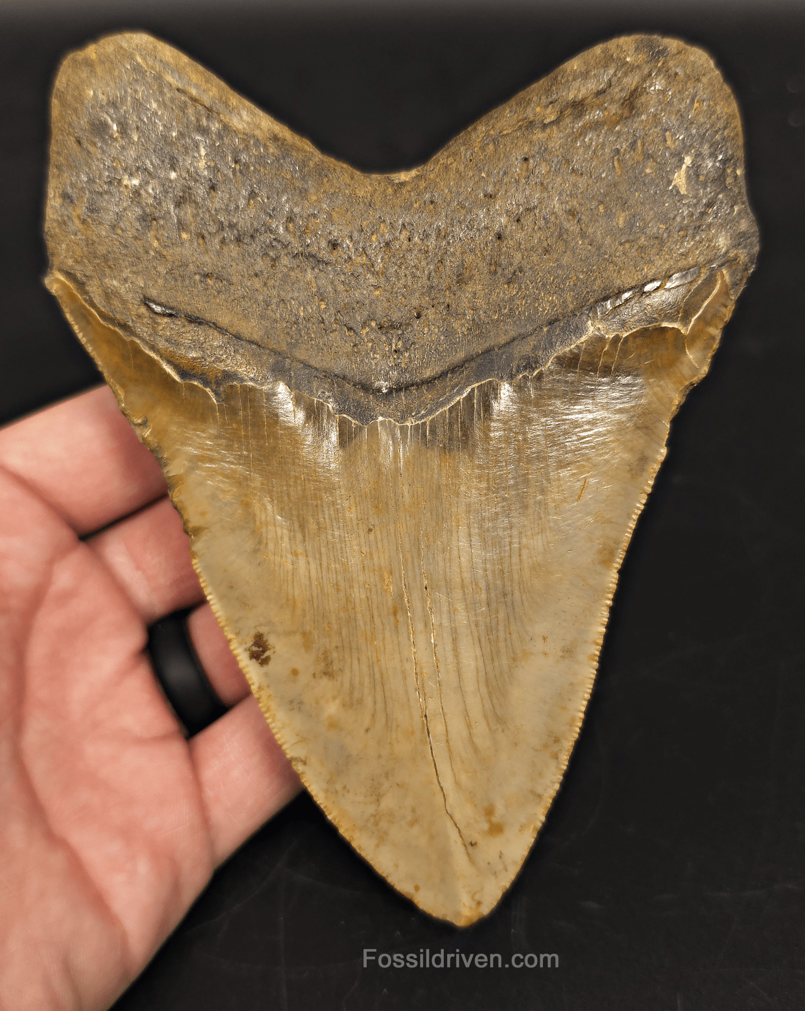 5.61" North Carolina Megalodon Tooth - Complete Specimen - Authentic Fossil Shark Tooth - Fossil Driven
