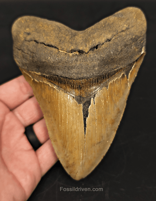 5.61" North Carolina Megalodon Tooth - Complete Specimen - Authentic Fossil Shark Tooth - Fossil Driven