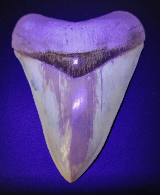 5.66" Fossil Megalodon Tooth - Restored Fossil from Lee Creek, North Carolina - Fossil Driven