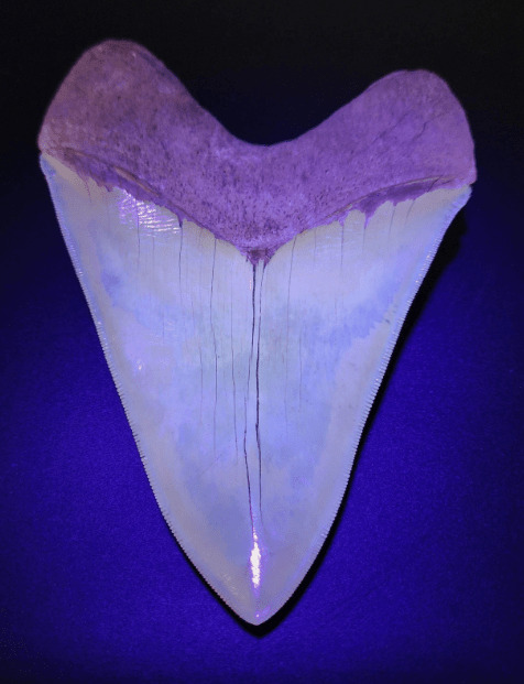 5.66" Fossil Megalodon Tooth - Restored Fossil from Lee Creek, North Carolina - Fossil Driven