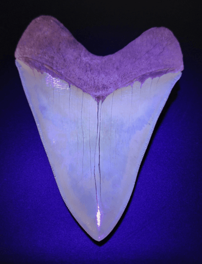 5.66" Fossil Megalodon Tooth - Restored Fossil from Lee Creek, North Carolina - Fossil Driven