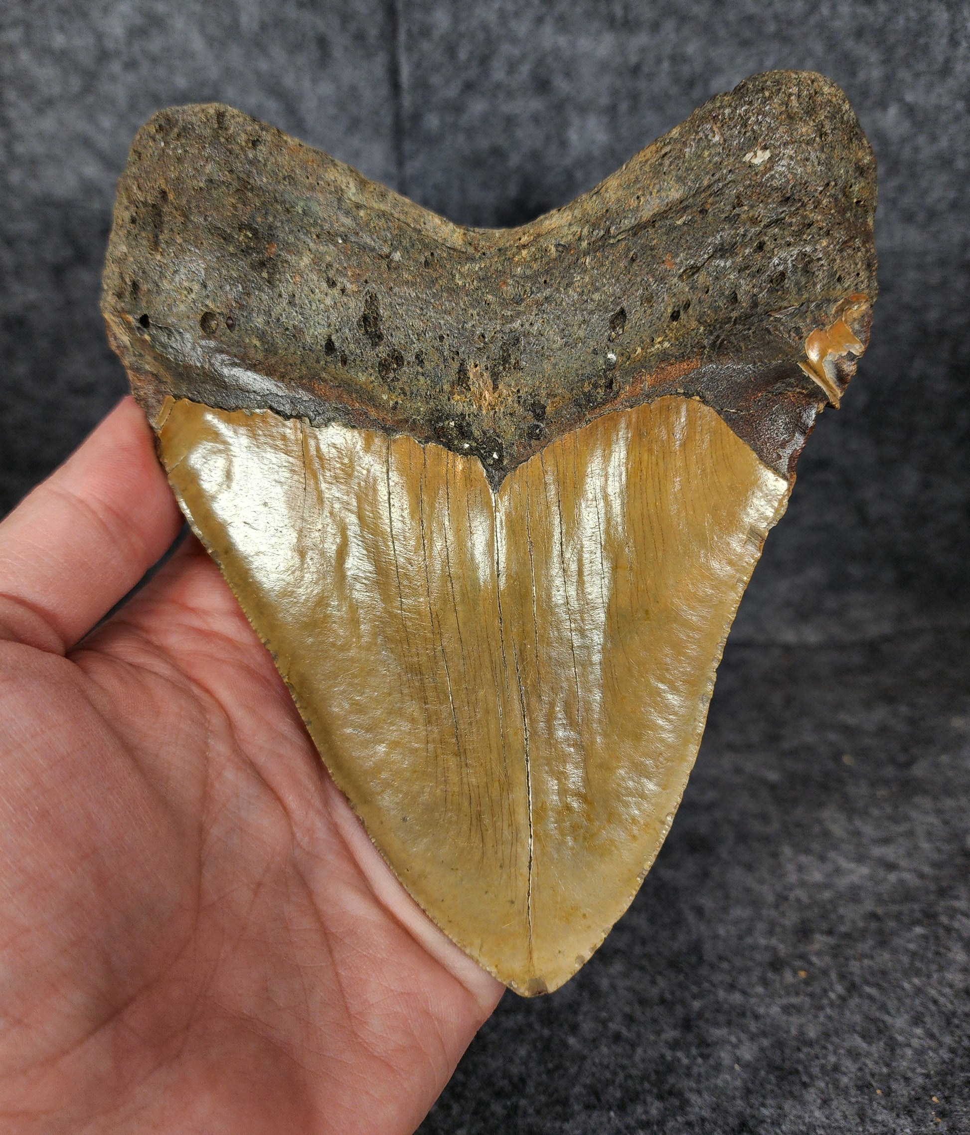 Back view showing root structure of 6.06-inch Megalodon tooth fossil.