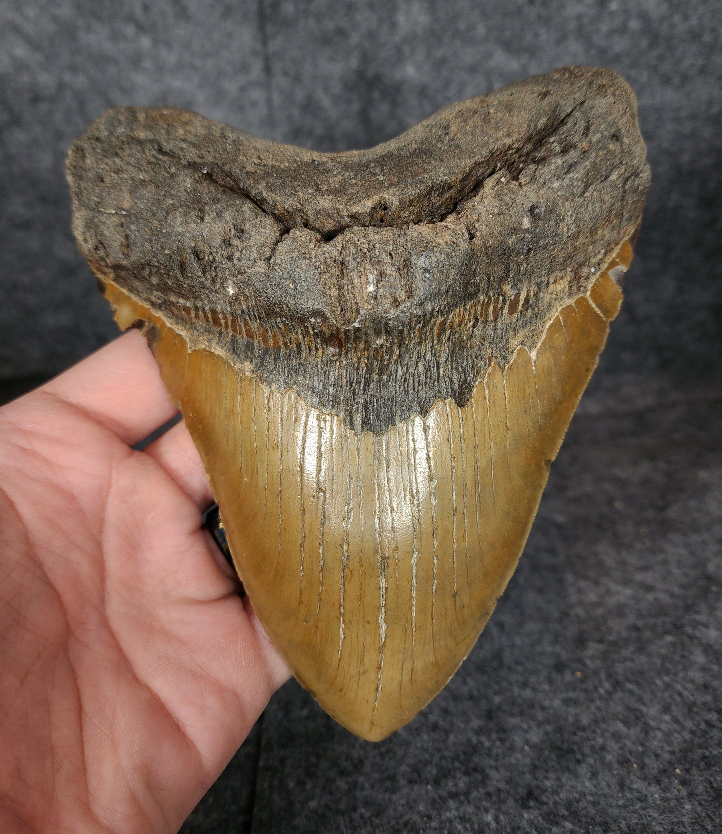Front view of authentic 6.06-inch fossil Megalodon tooth from Meg Ledge, North Carolina.