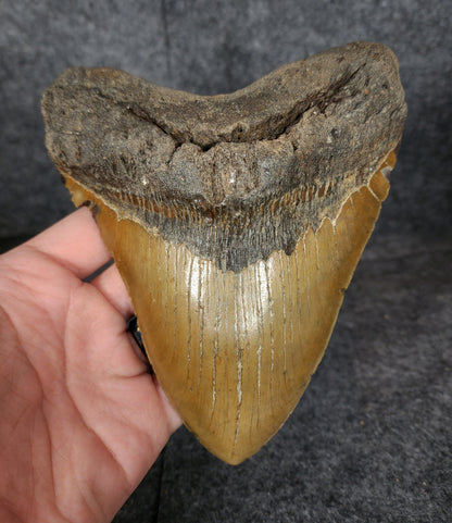 Front view of authentic 6.06-inch fossil Megalodon tooth from Meg Ledge, North Carolina.