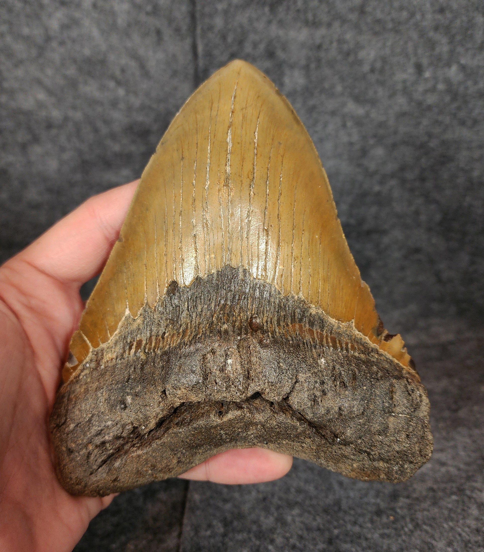Close-up of root detail on 6.06-inch fossil Megalodon tooth from Meg Ledge.