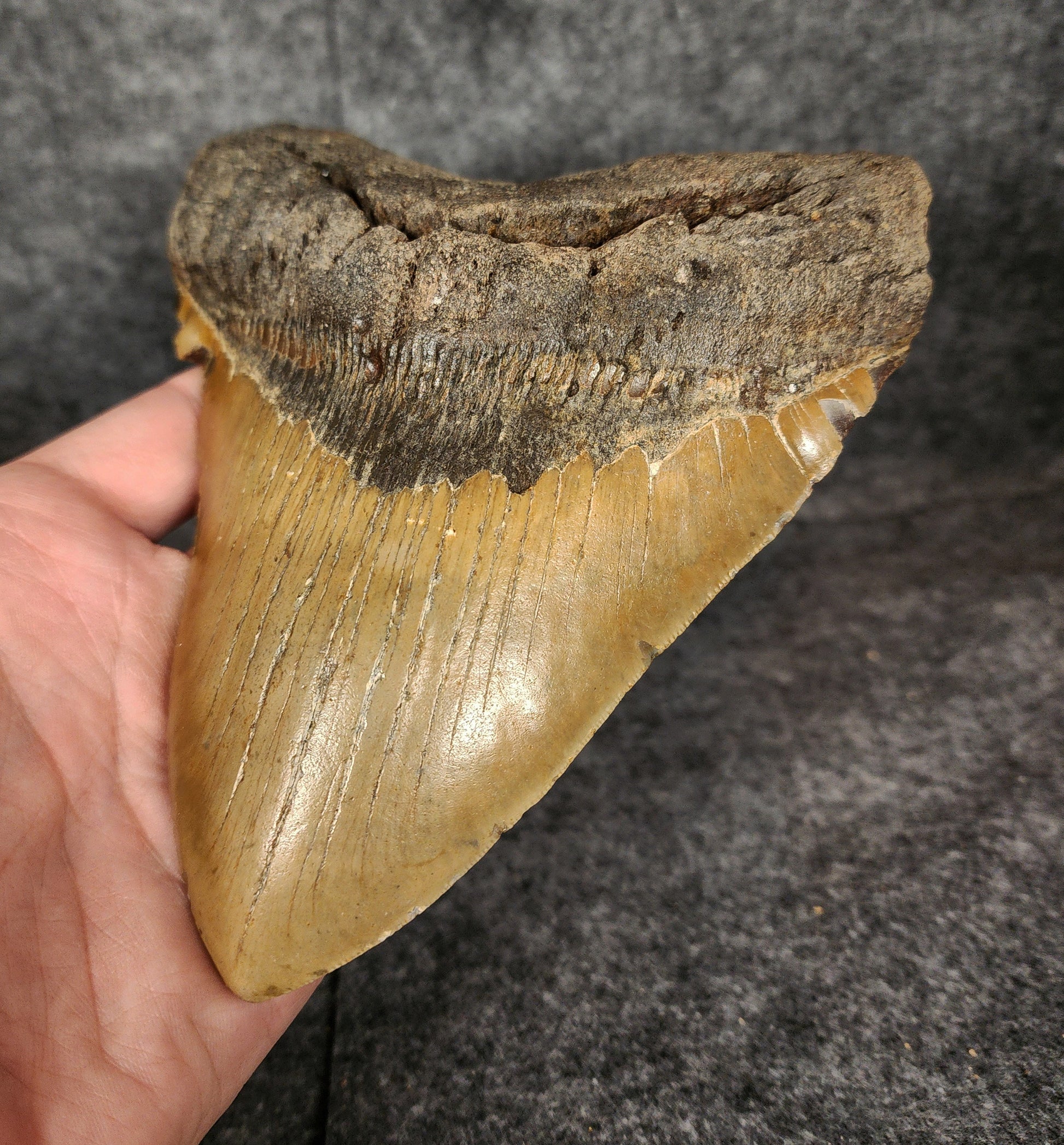 Detailed image of serrations on Megalodon tooth fossil – authentic specimen from NC.