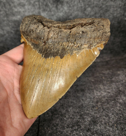 Detailed image of serrations on Megalodon tooth fossil – authentic specimen from NC.