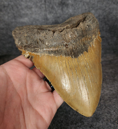 Side view of large Megalodon tooth with natural serrations – 6.06 inches long.