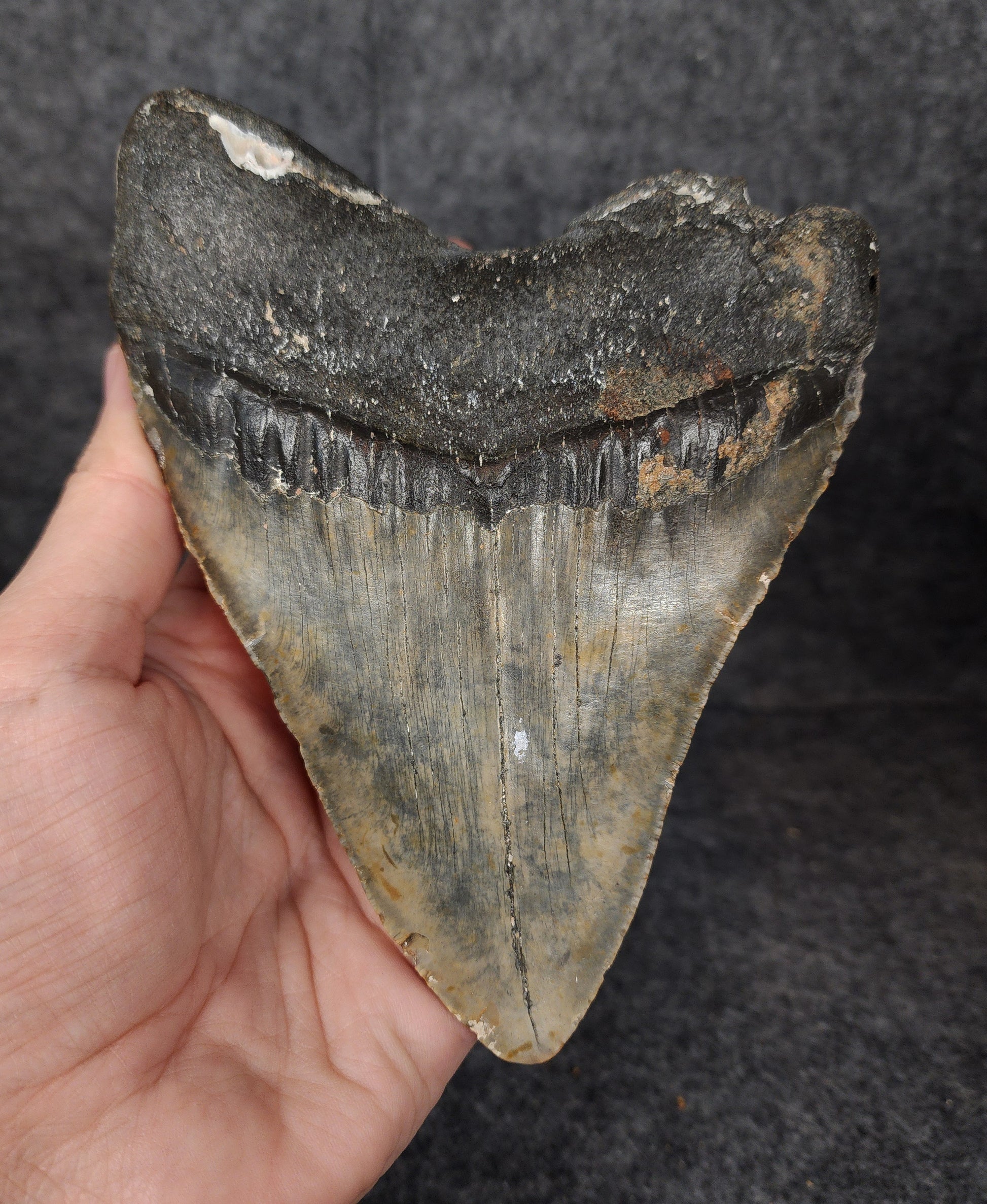 Back view showing root structure of 6.07-inch Megalodon tooth fossil.