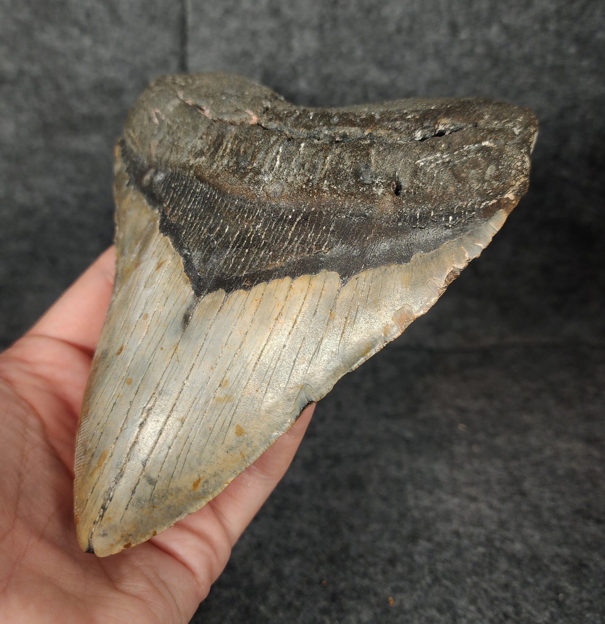 Close-up detail of enamel and serrations on 6.07-inch fossil Megalodon tooth from Meg Ledge.​