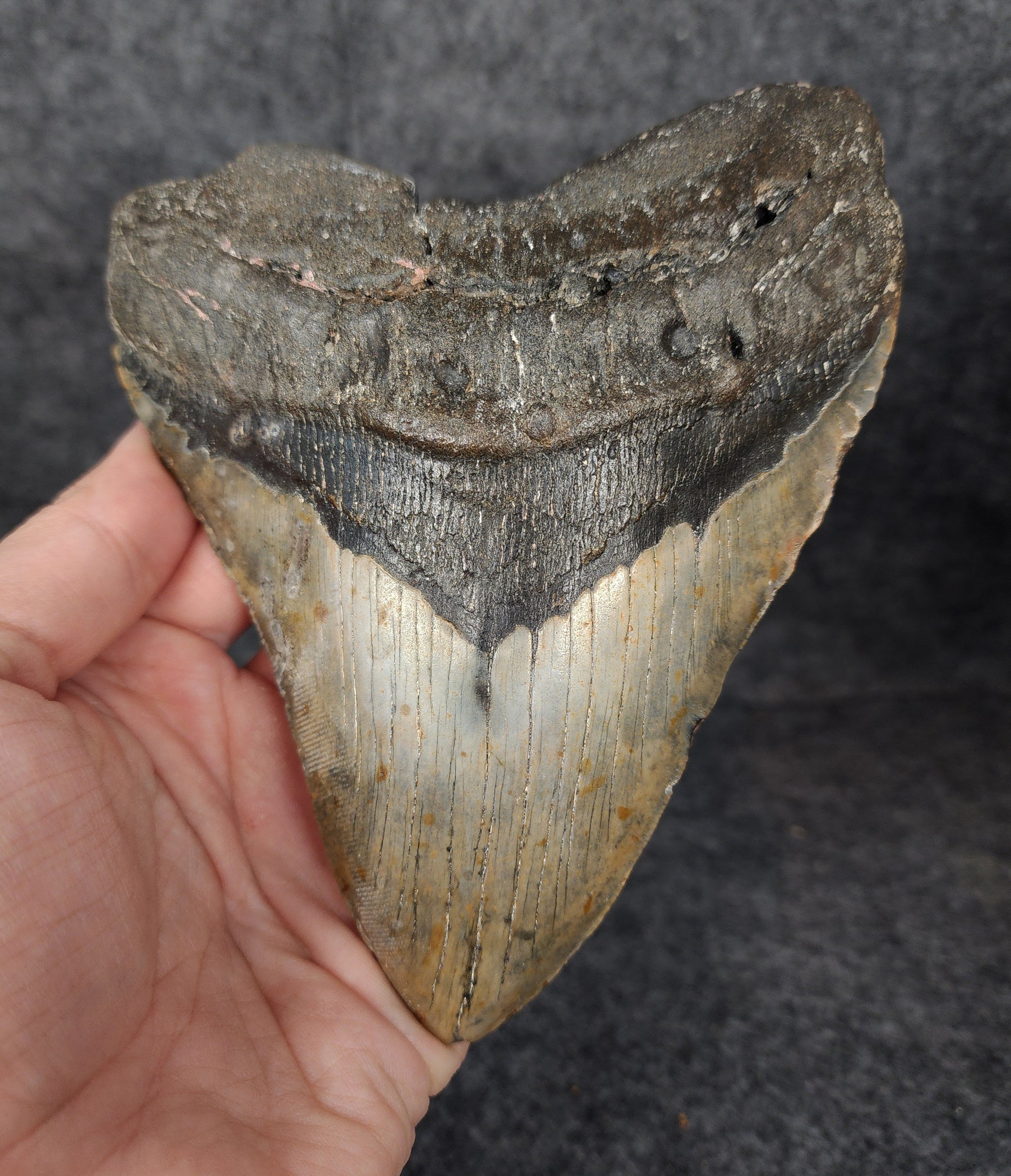 Front view of authentic 6.07-inch fossil Megalodon tooth from Meg Ledge, Wilmington, North Carolina.