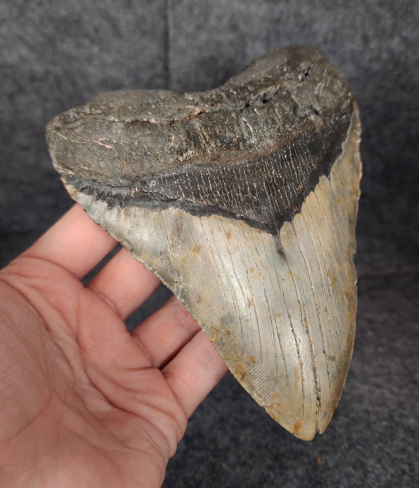 Side profile of large Megalodon tooth with natural serrations – 6.07 inches long.
