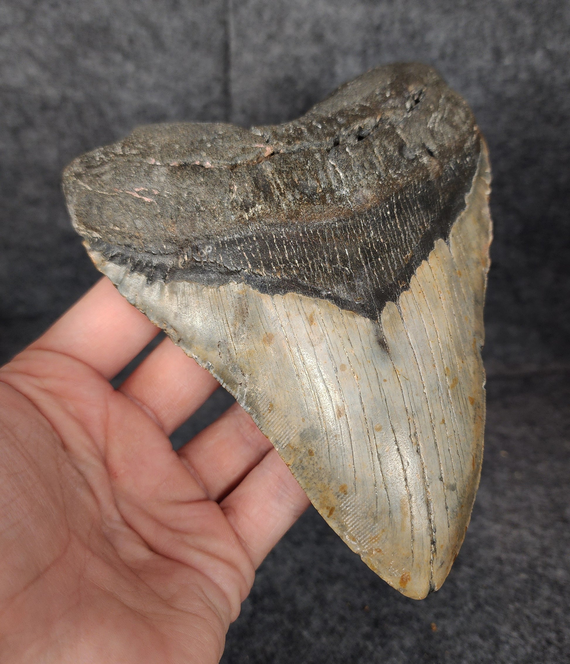 Side profile of large Megalodon tooth with natural serrations – 6.07 inches long.