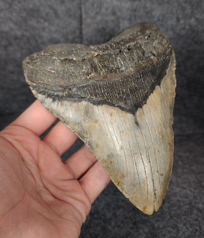 Side profile of large Megalodon tooth with natural serrations – 6.07 inches long.