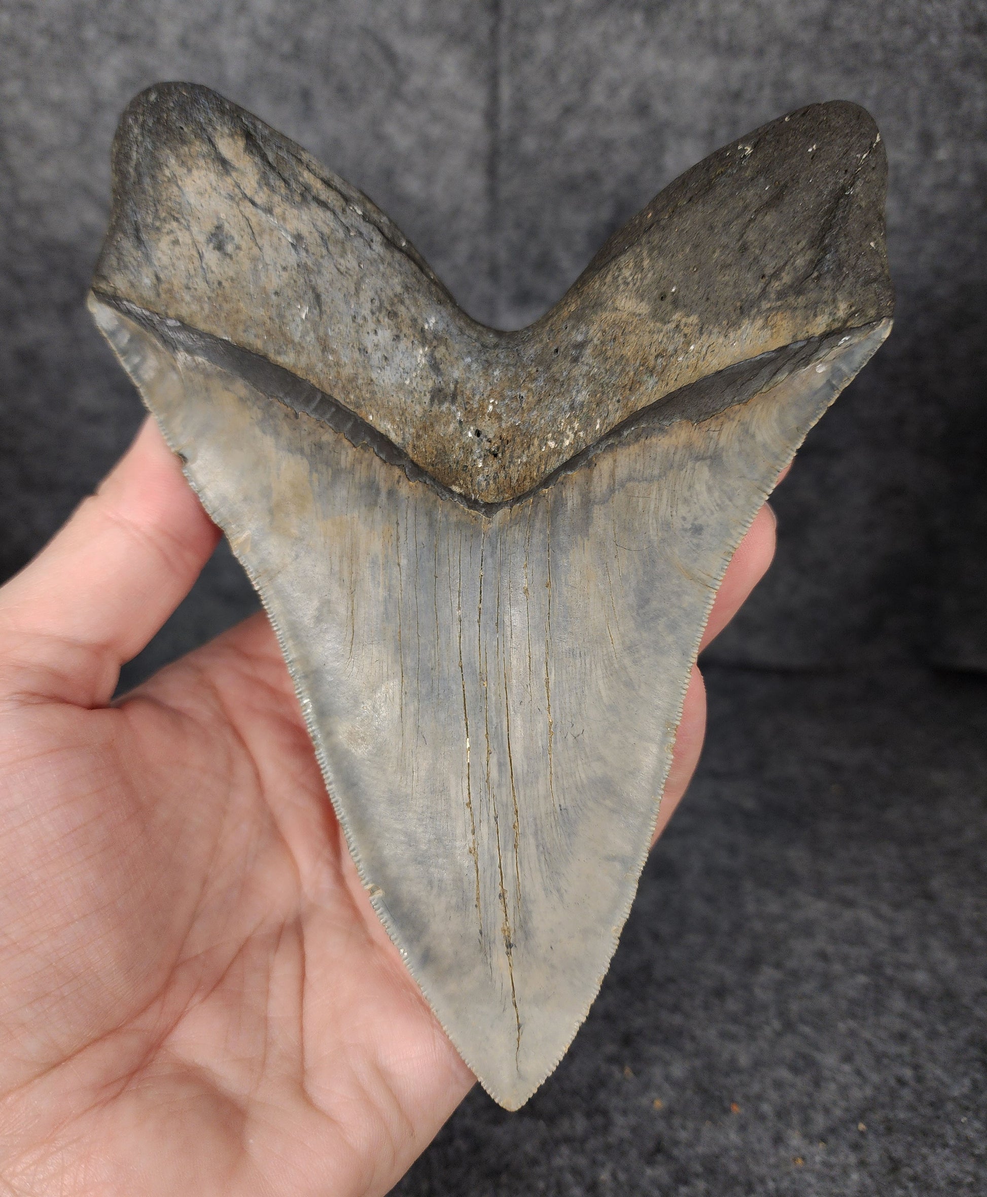 Back view showcasing the root structure of a 6.31-inch Megalodon tooth fossil.