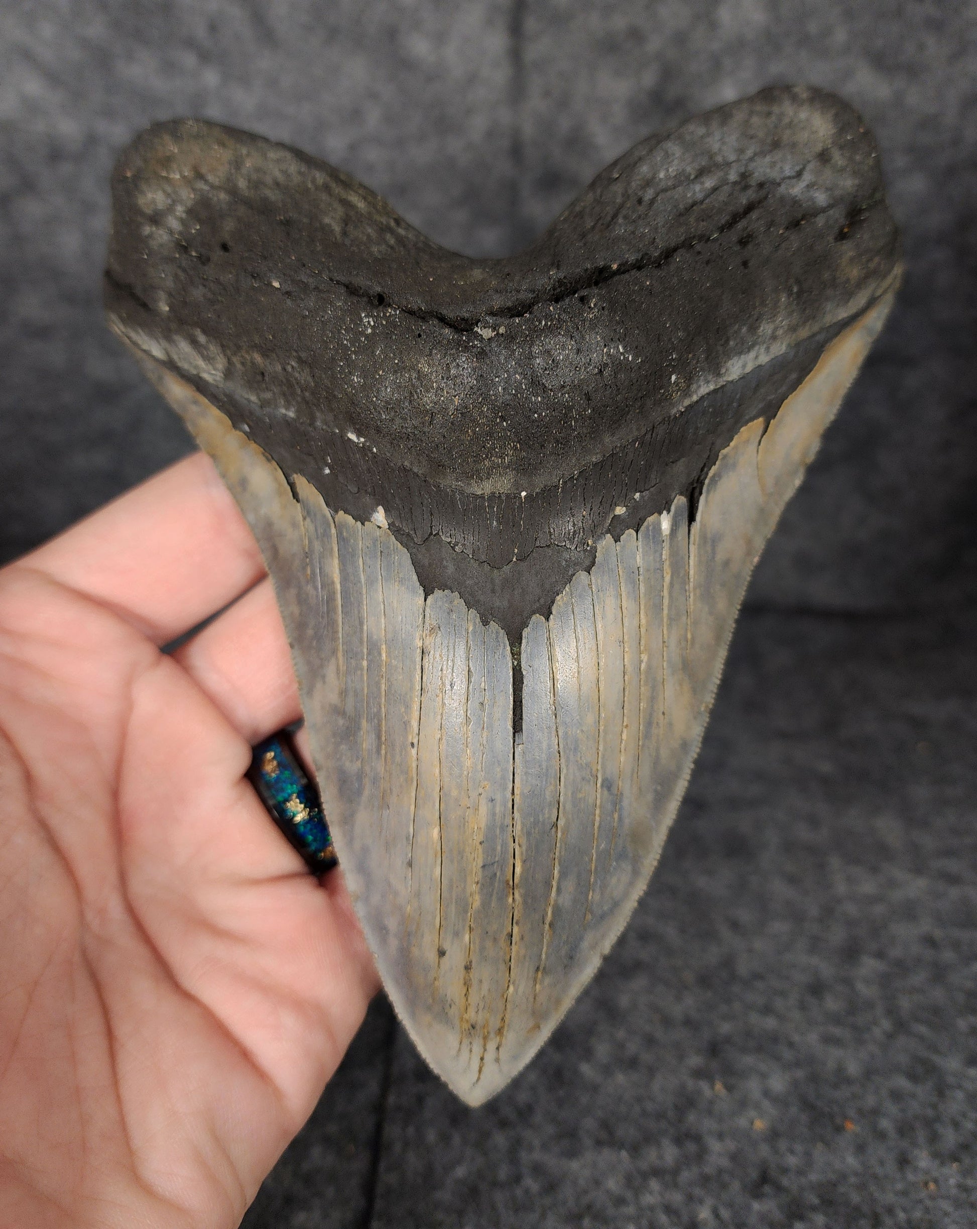 Front view of 6.31-inch authentic Megalodon tooth from Meg Ledge, Wilmington, North Carolina.