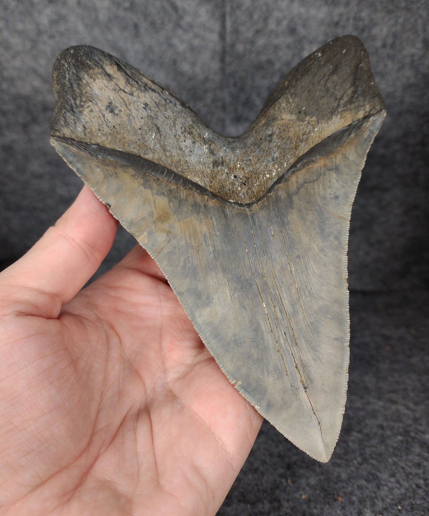 Back left side profile highlighting the curvature and serrations of the 6.31-inch Megalodon tooth.