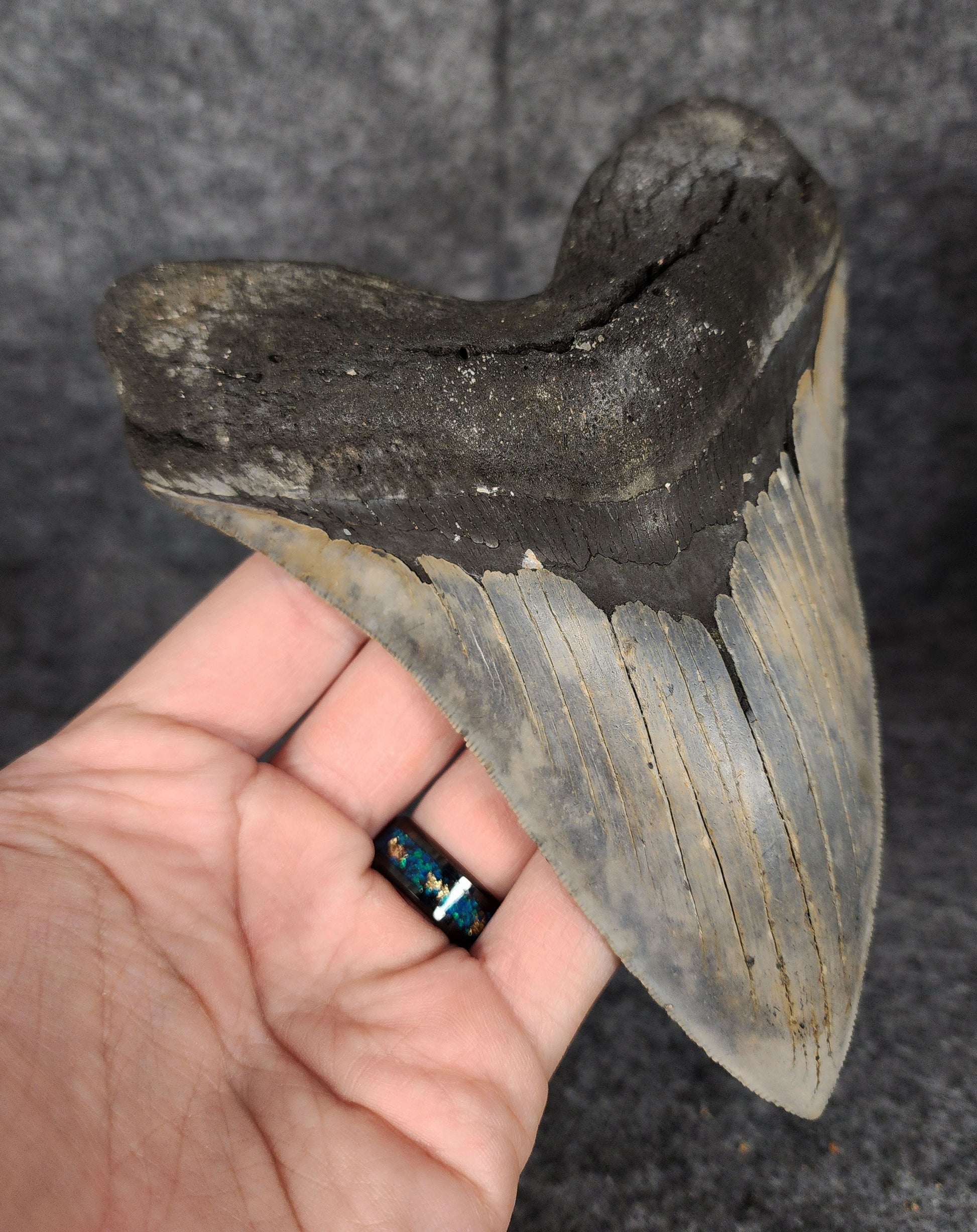 Left side profile highlighting the curvature and serrations of the 6.31-inch Megalodon tooth.