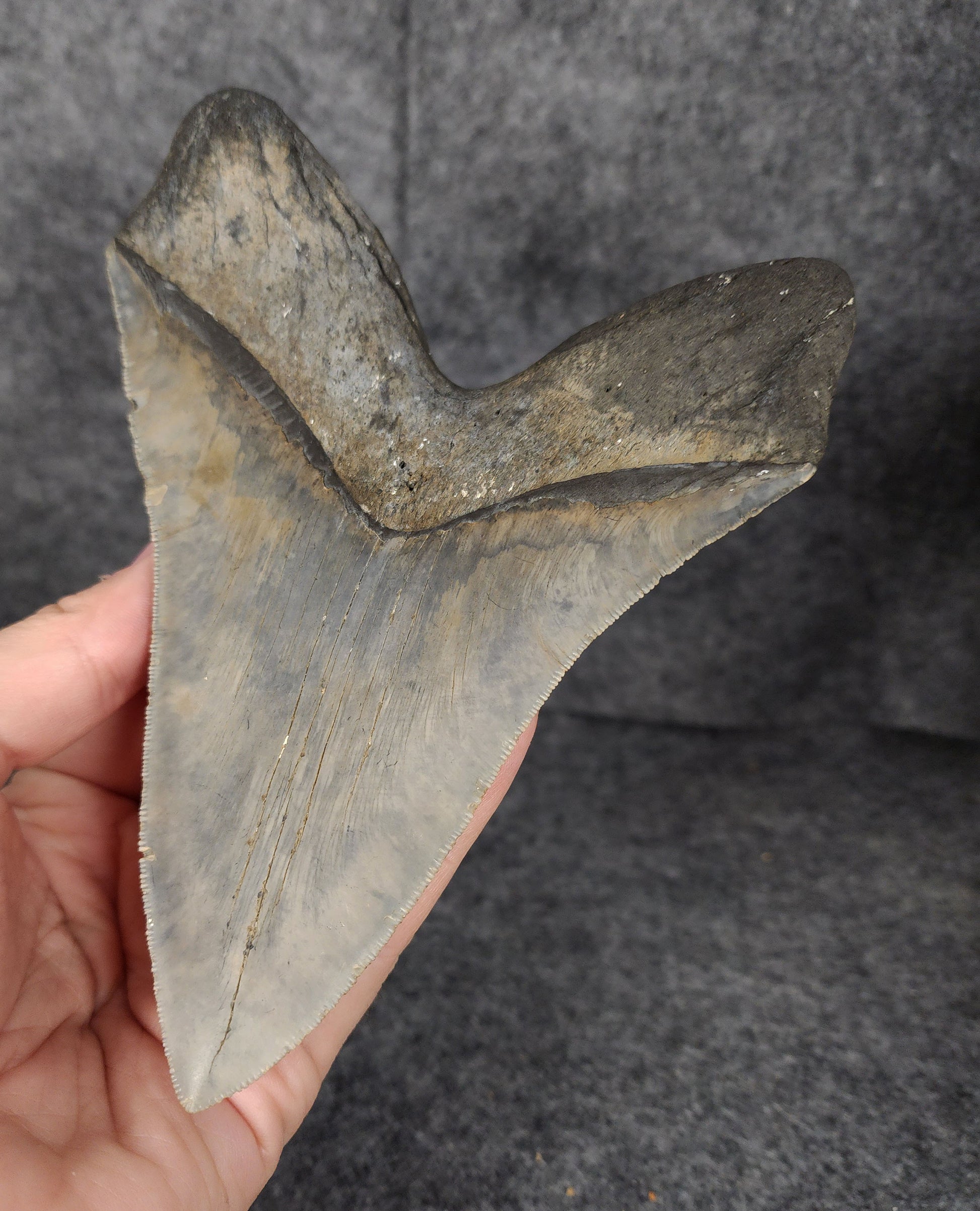 Back right side view of the 6.31-inch fossilized Megalodon tooth from Meg Ledge.