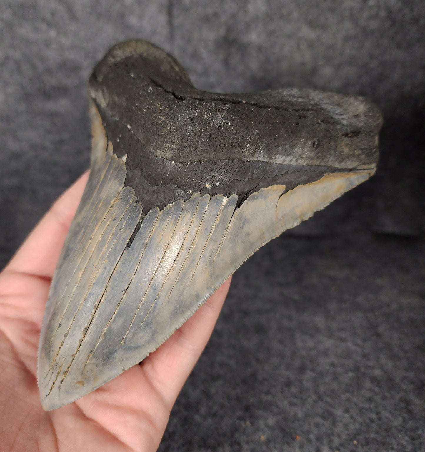 Right side view of the 6.31-inch fossilized Megalodon tooth from Meg Ledge.