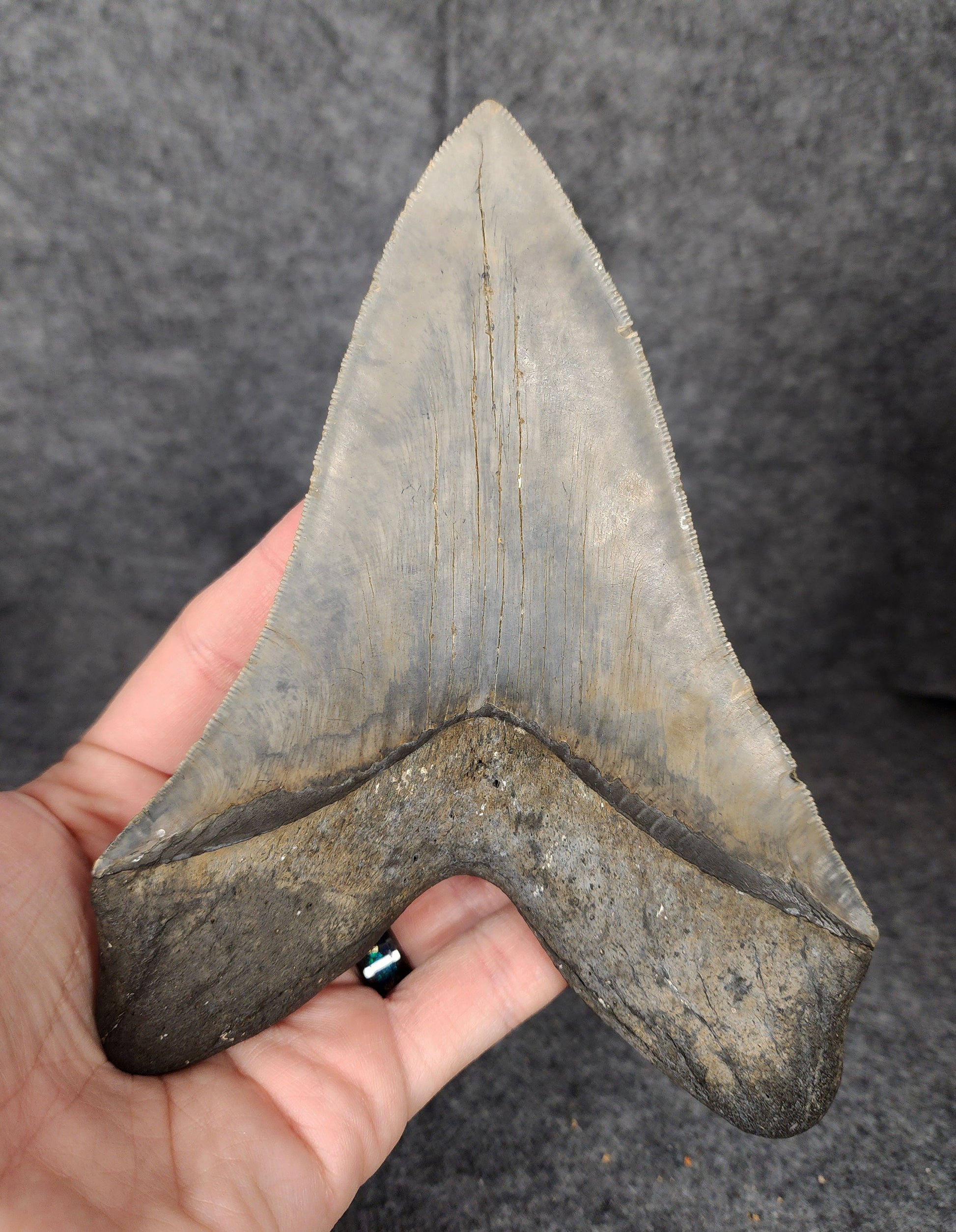 6.31-inch Megalodon tooth displayed alongside a ruler for size reference.