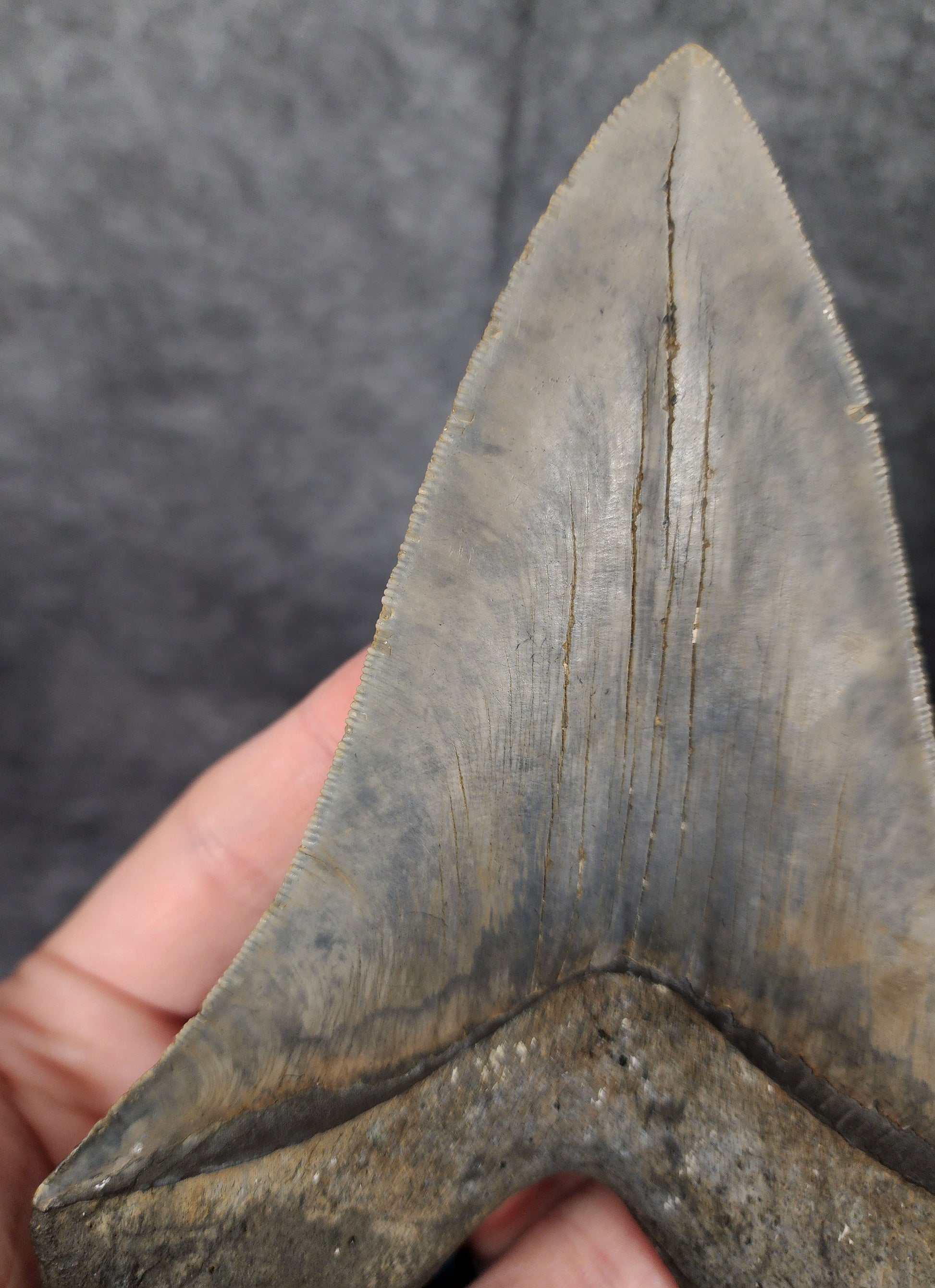 Close-up showcasing the left serrated edges of the 6.31-inch Megalodon tooth from Meg Ledge.