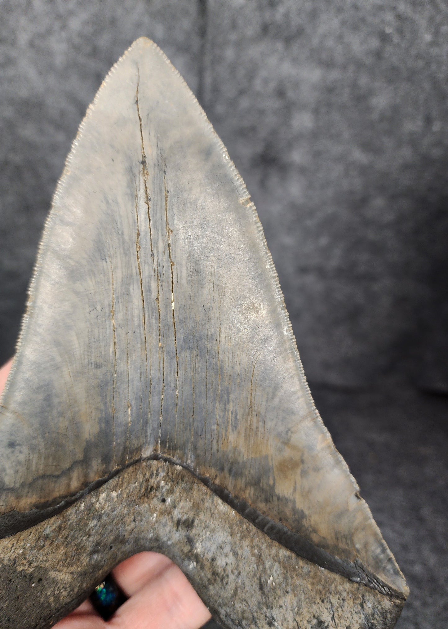 Close-up showcasing the right serrated edges of the 6.31-inch Megalodon tooth from Meg Ledge.